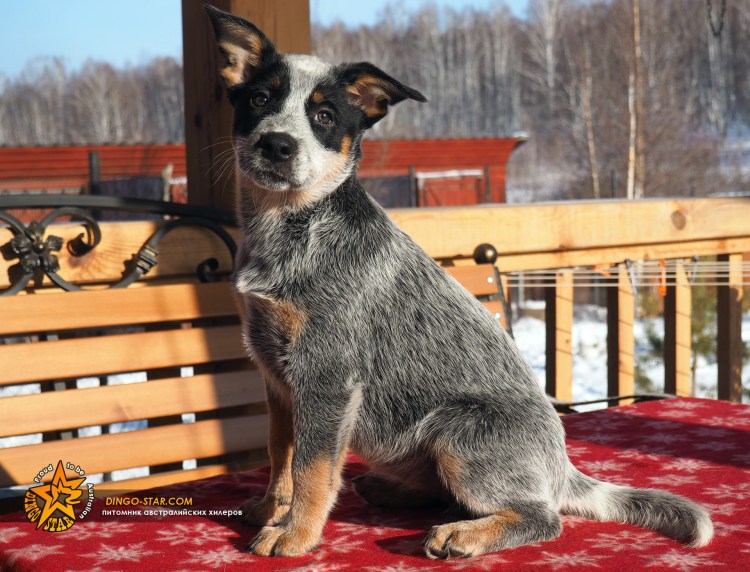 Австралийская овчарка Хилер щенки