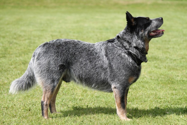 Blue Heeler порода