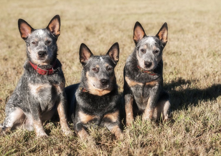 Австралийская овчарка Хилер