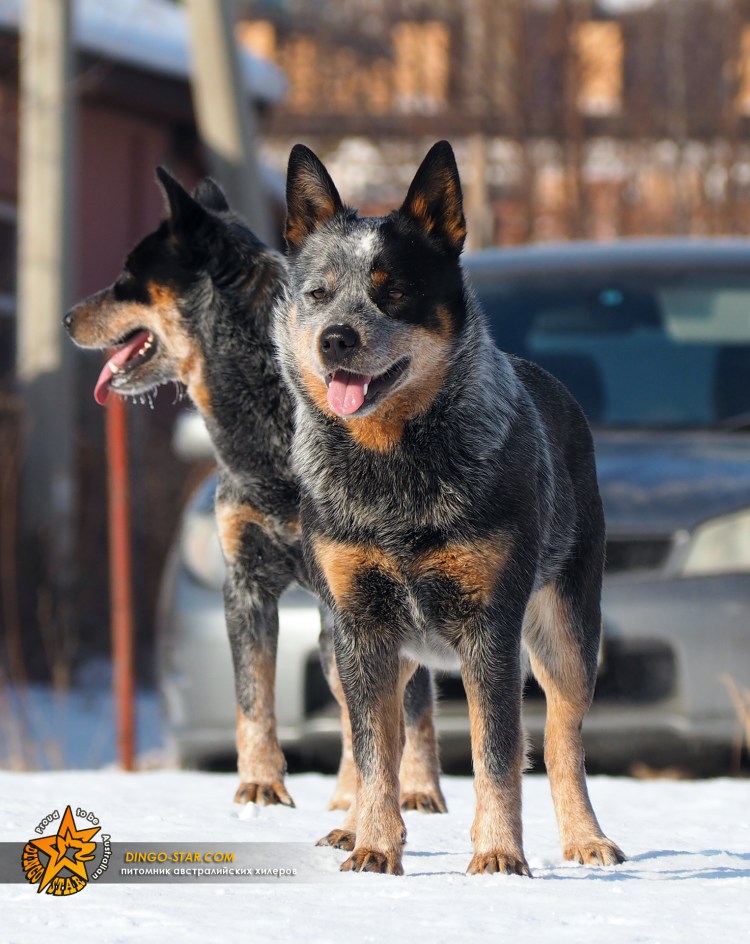 Австралийский Хилер щенки