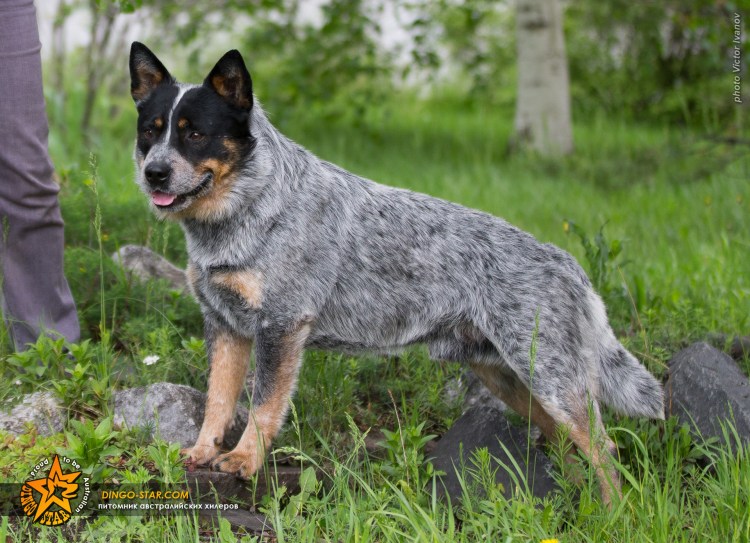 Австралийская овчарка Хилер