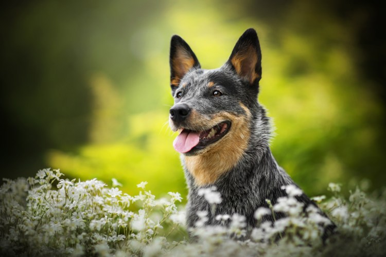 Австралийская овчарка пастушья Хиллер