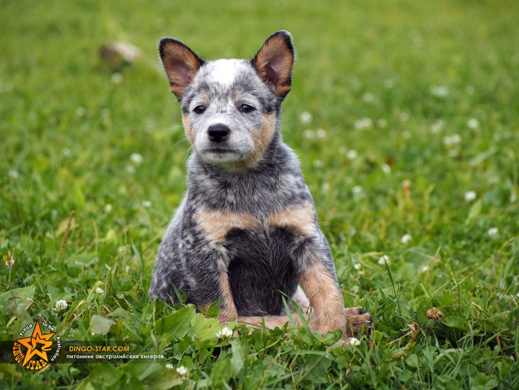 Австралийский кеттл дог австралийский Хилер