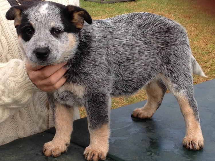 Австралийский кеттл дог австралийский Хилер