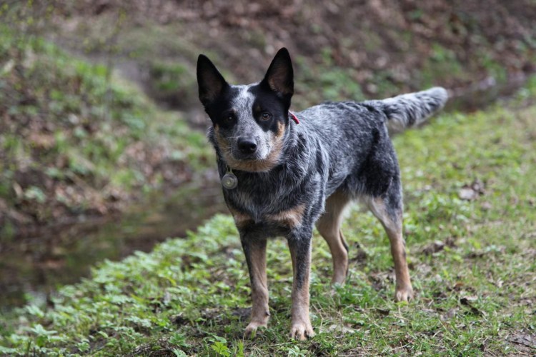 Австралийский Хилер
