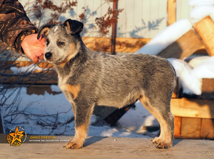 Австралийская овчарка Хилер