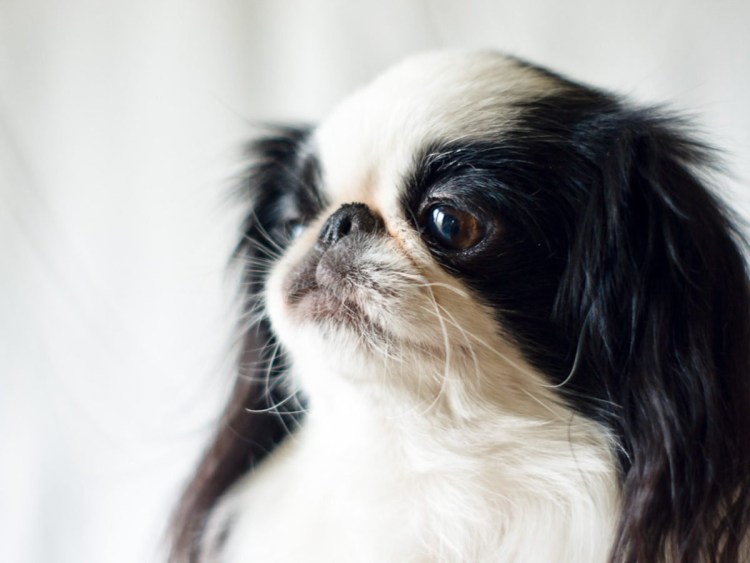 Проптоз глаз у животных