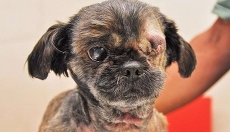 Мопсы глаза выкатываются