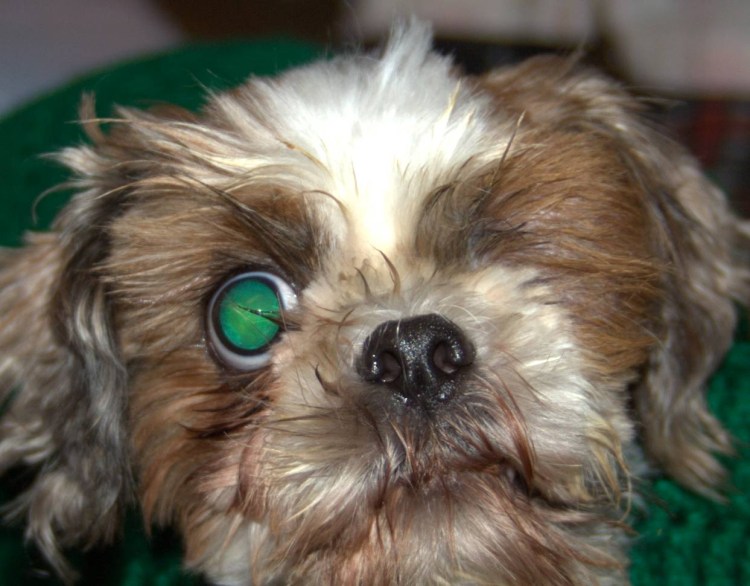 Бойцовский Пекинес