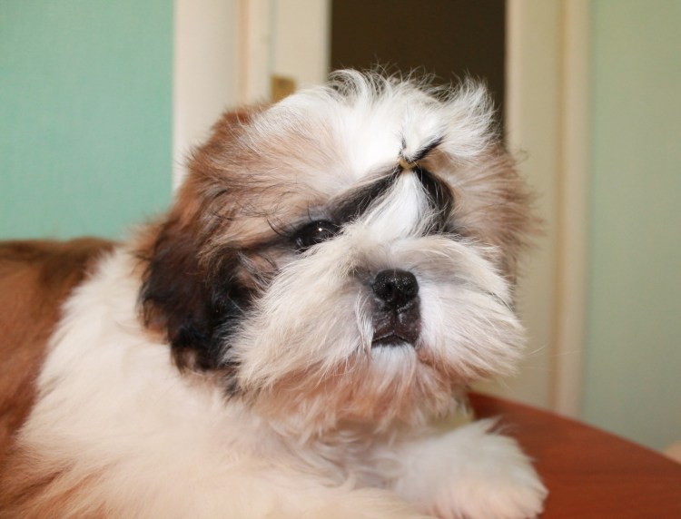 Выпадение третьего века у французского бульдога