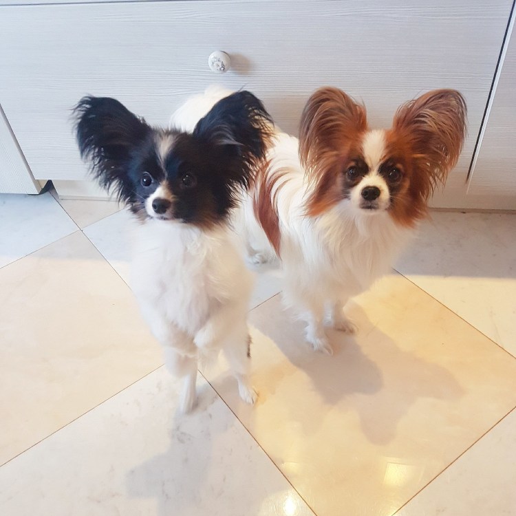 Подстриженный Папийон