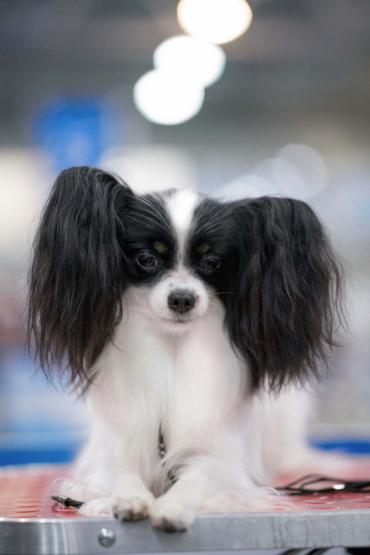 Выставочный Папийон