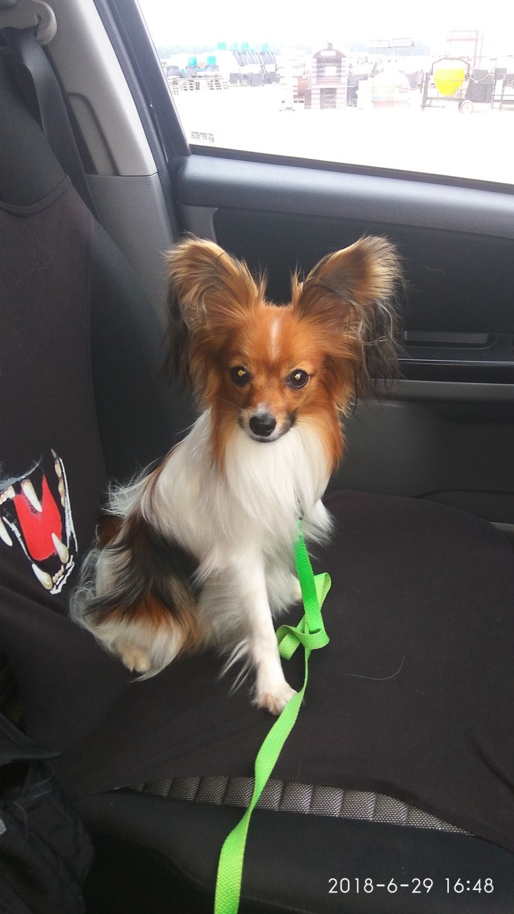 Высушивание собаки