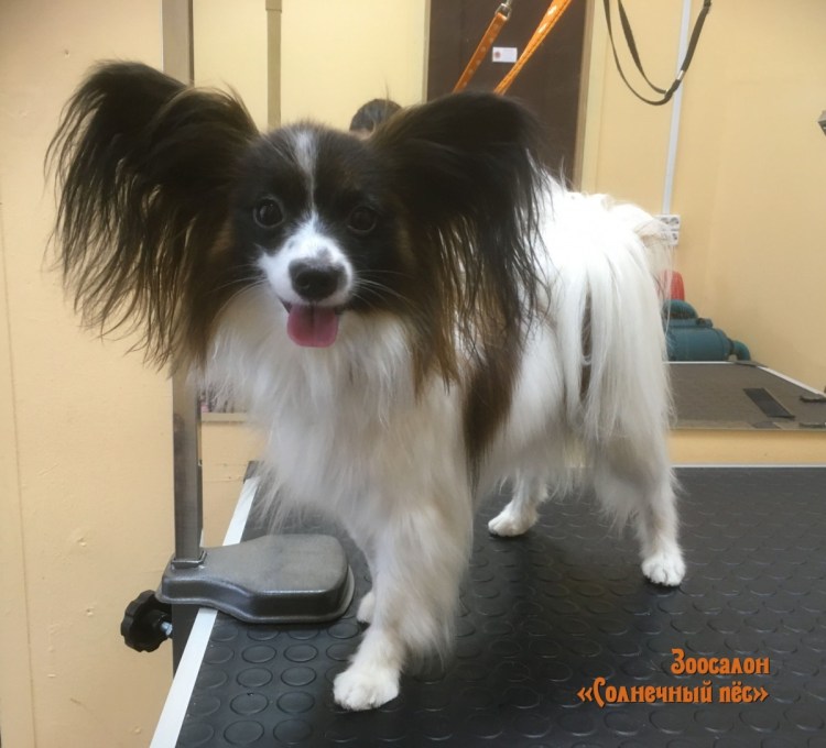 Папильон стрижка гигиеническая