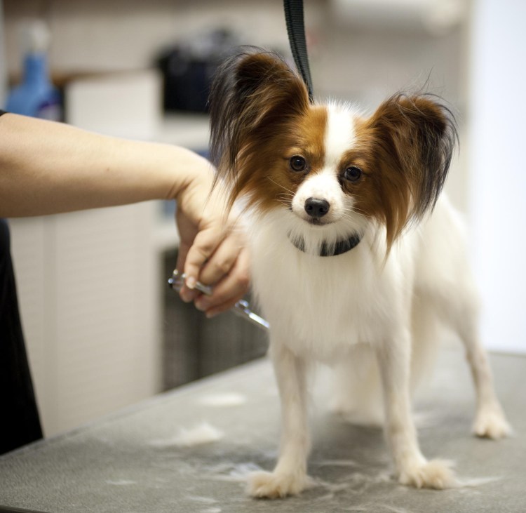 Лысый Папильон