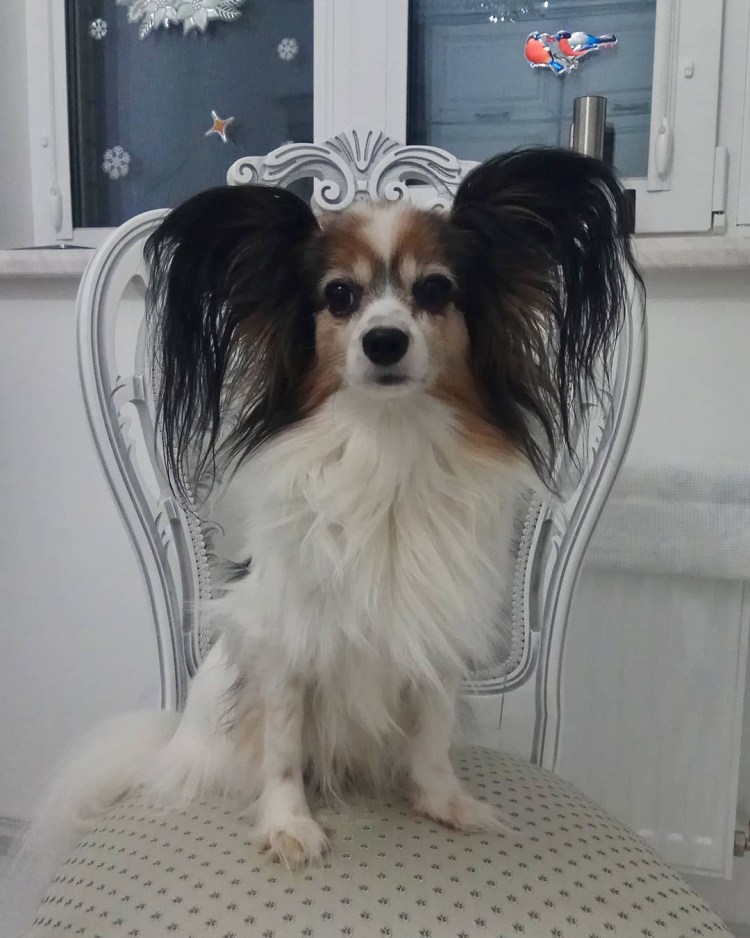 Папильон вес и рост