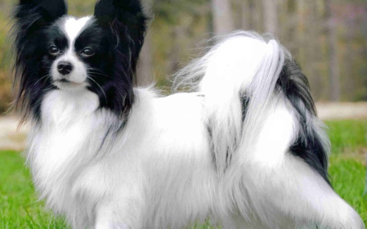 Порода собак Папильон