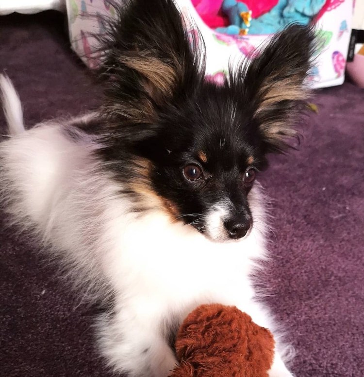 Папильон гипоаллергенная собака