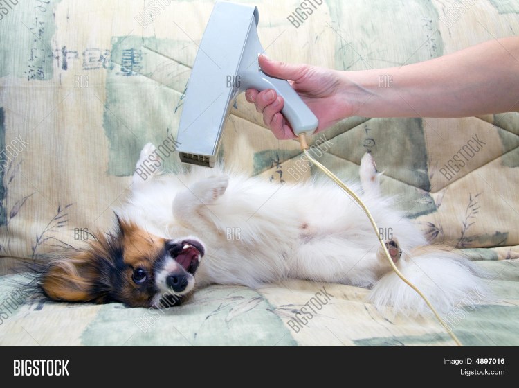 Схема стрижки папильона