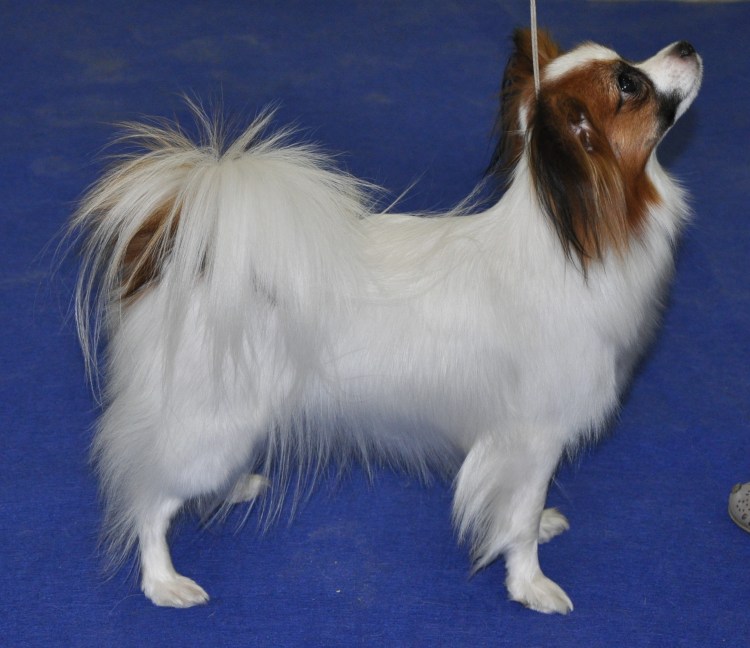 Папийон выставка Евразия