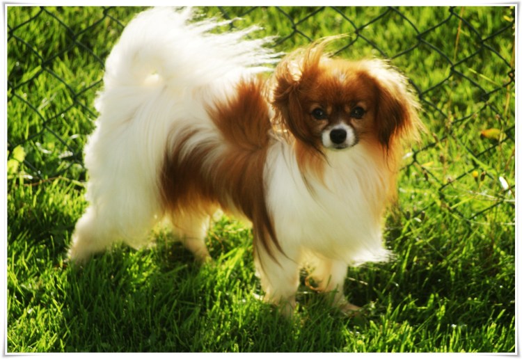 Папильон лимонного окраса