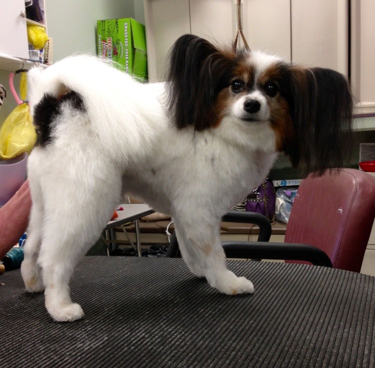 Папильон груминг