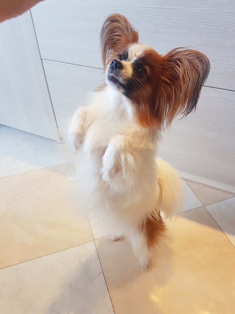 Папийон стрижка