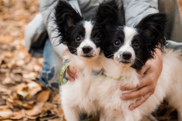 Папильон зубы у щенков