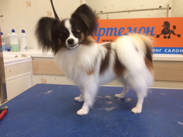 Папильон груминг