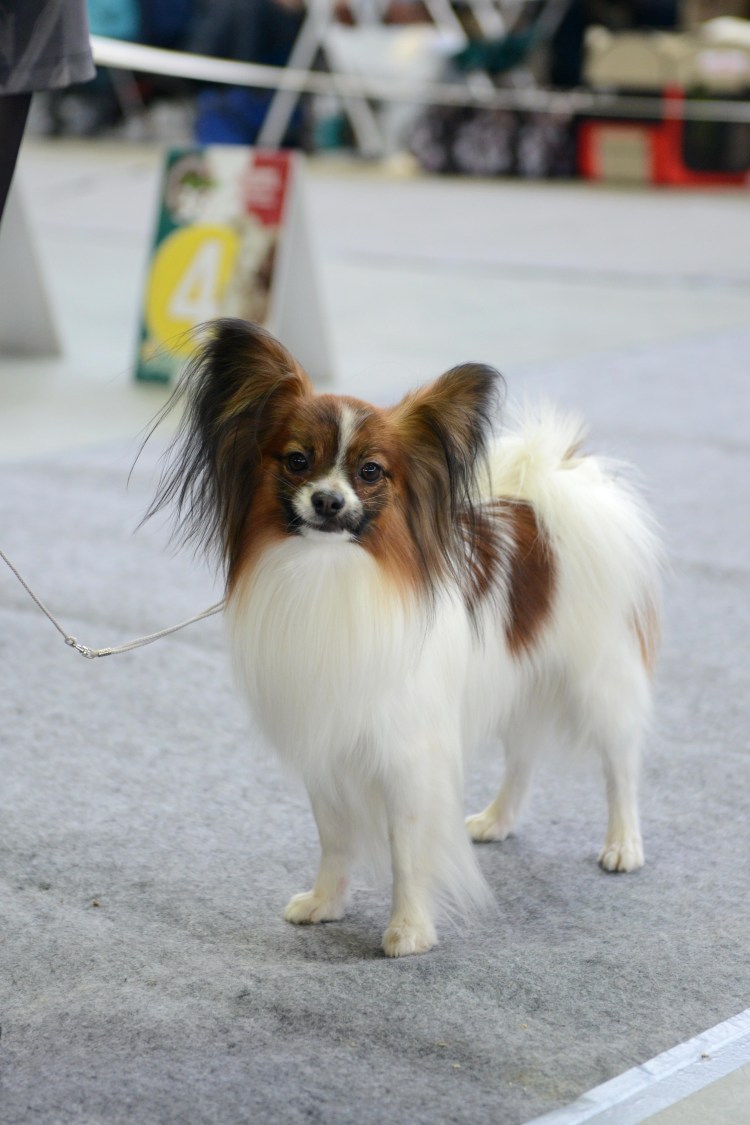 Папийон порода собак рост