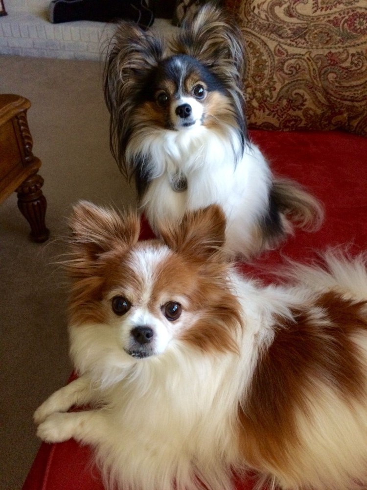 Маленькая собачка Папильон