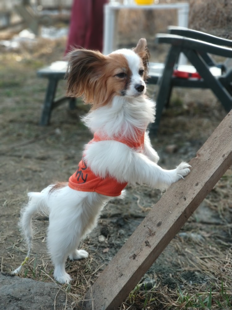 Папильон радость в дом