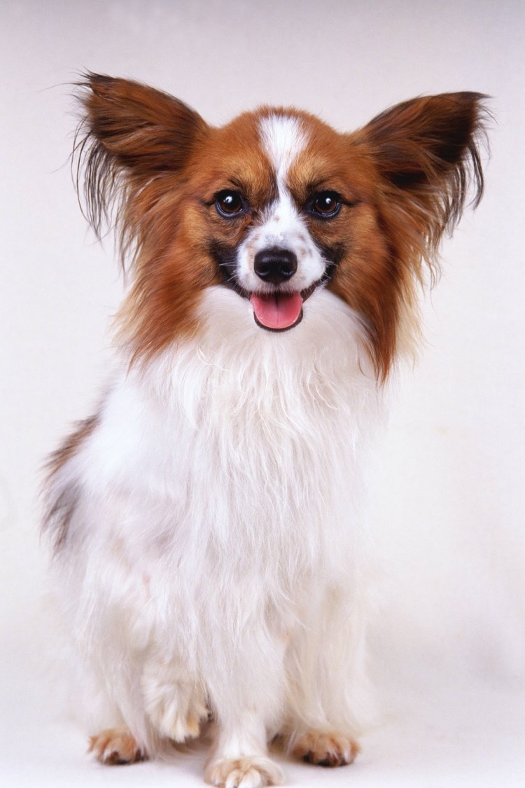 Порода Папильон