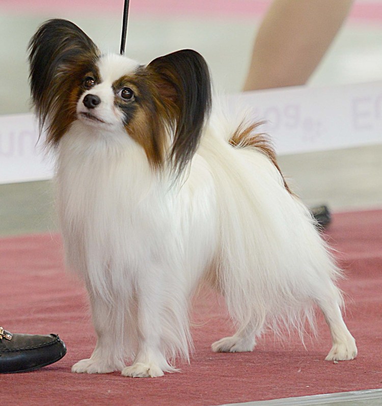 Папильон и шпиц