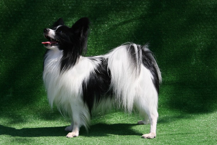 Моника Папийон черная