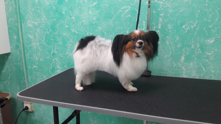 Папильон груминг