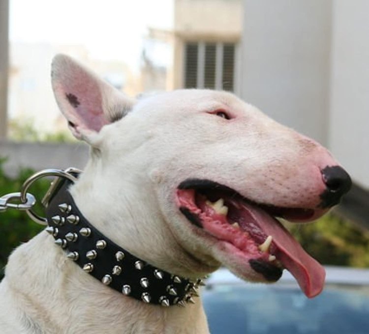 Бойцовский бультерьер зубы