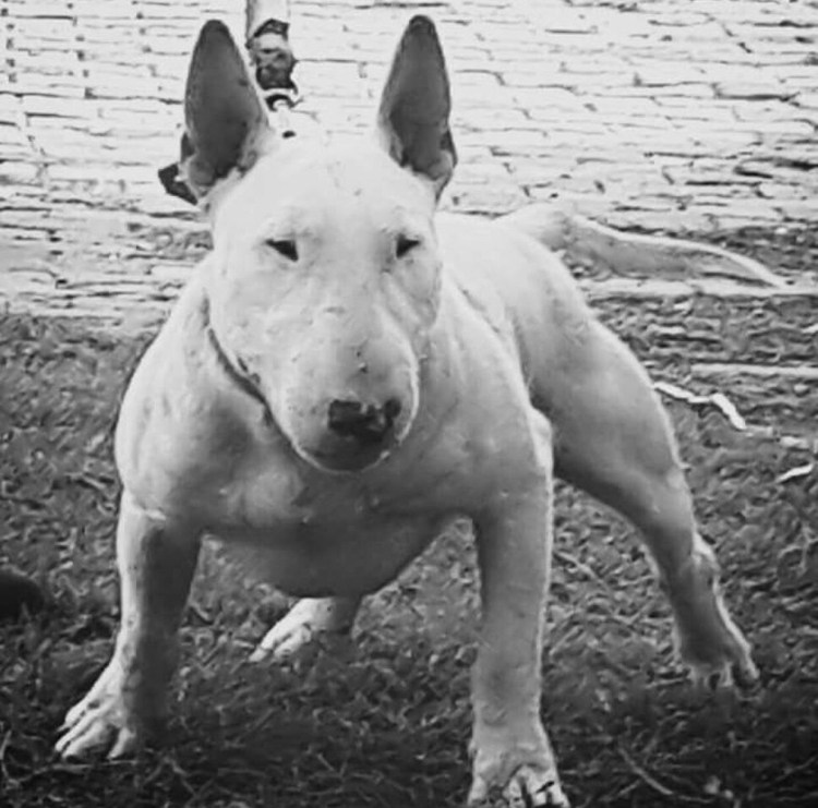 Бультерьер злой