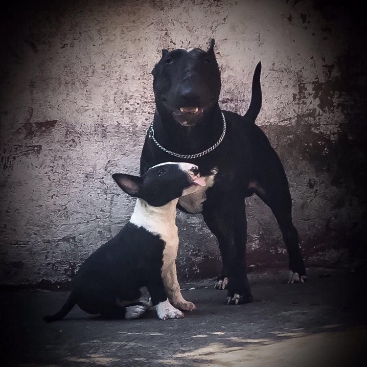 Питбуль Доберман и бультерьер