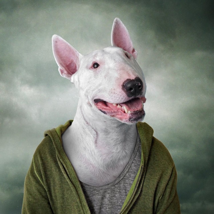 Бультерьер злой оффник