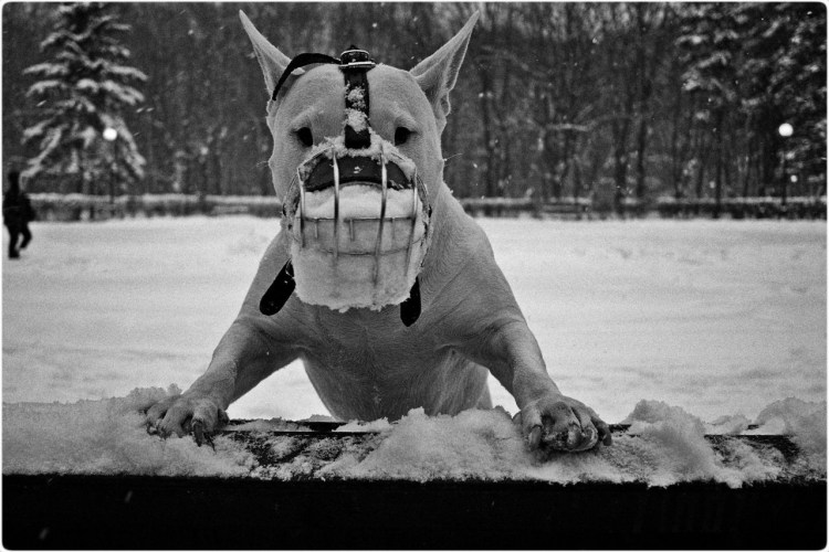 Бойцовские собаки питбуль черный