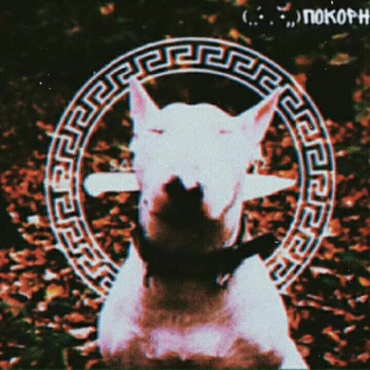 Доберман Эстетика