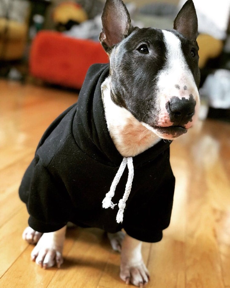 Порода бультерьер