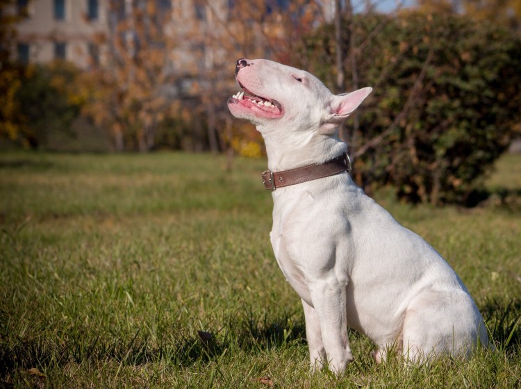 OSSMAN бультерьер