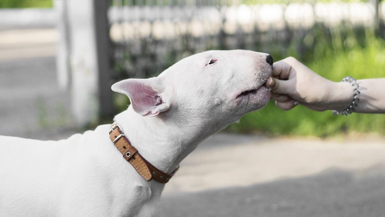 Порода собак Буль Буль бультерьер