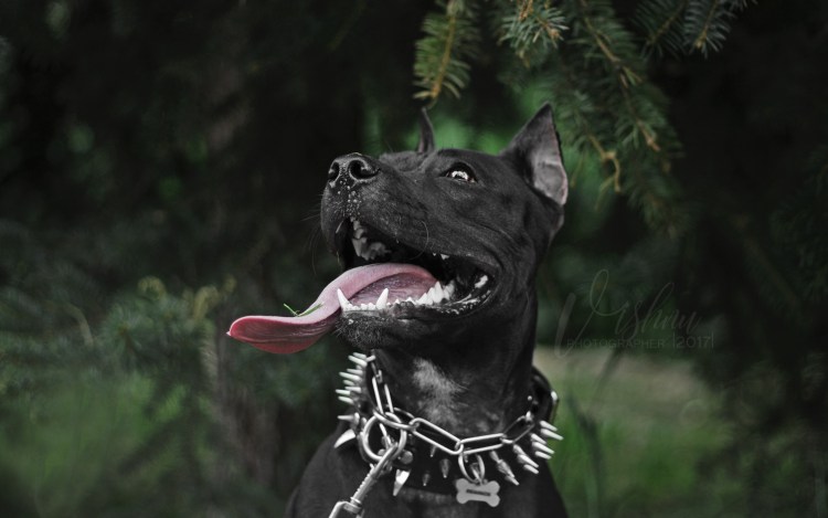 Питбуль Воронеж