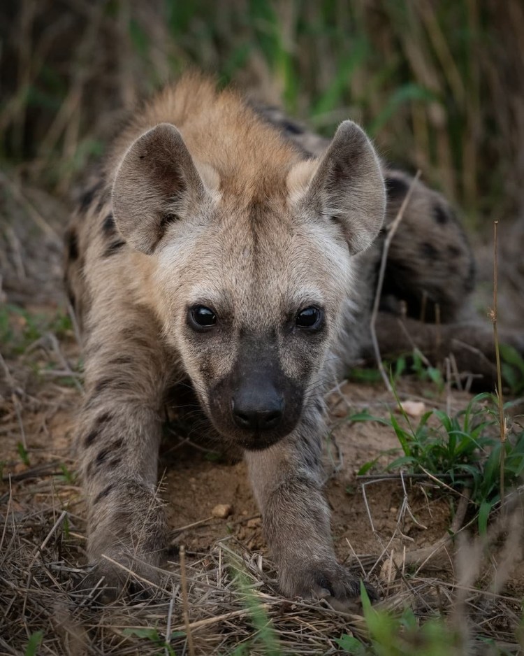 Помесь гиены и овчарки