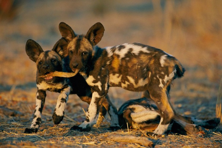 Африканская гиеновая собака