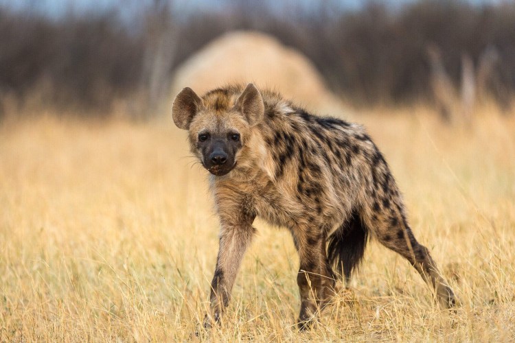 Индийская гиена