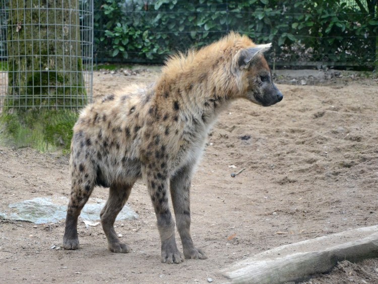 Фото Крокута